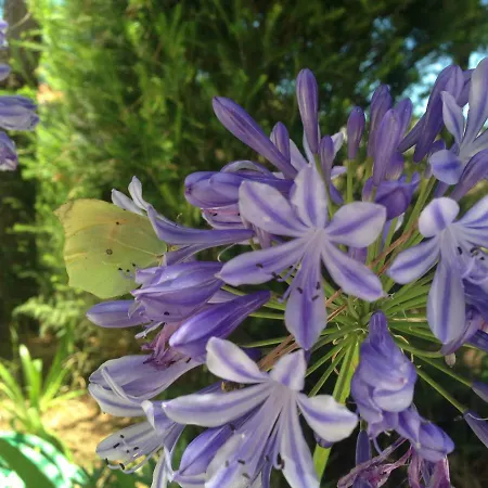 Ferienhaus Wavin' Trees *