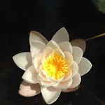 Wavin' Trees * 에리세이라