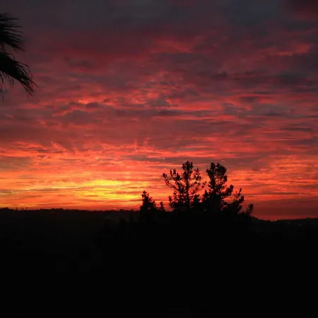 Wavin' Trees * Ericeira