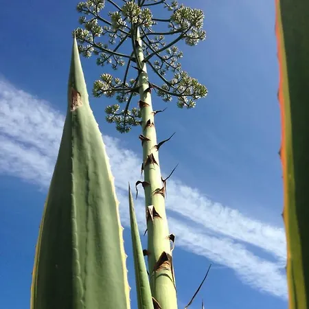 Dom wakacyjny Wavin' Trees Ericeira