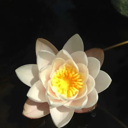 Wavin' Trees * Ericeira