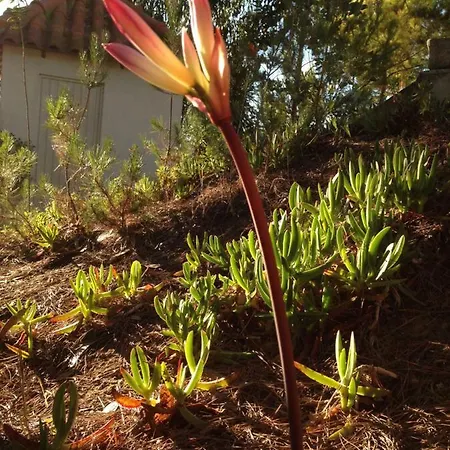 Сasa de vacaciones Wavin' Trees Ericeira