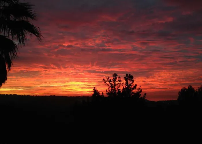 Wavin' Trees * אריסרייה