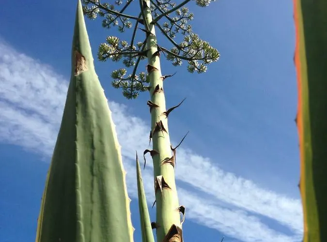 بيت للعطل Wavin' Trees إيريسييرا