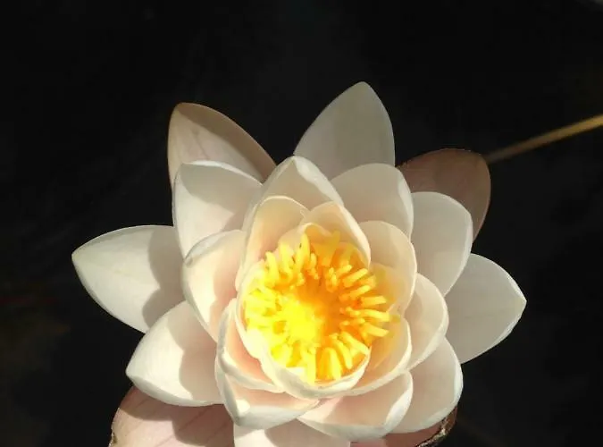 Wavin' Trees * إيريسييرا