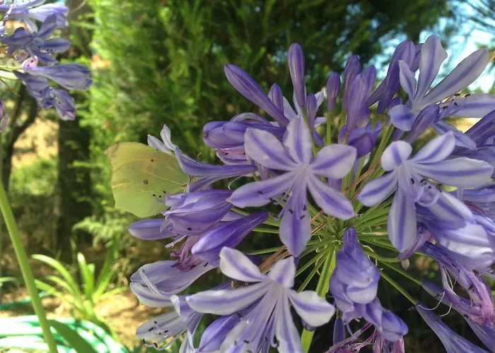 בית נופש Wavin' Trees *