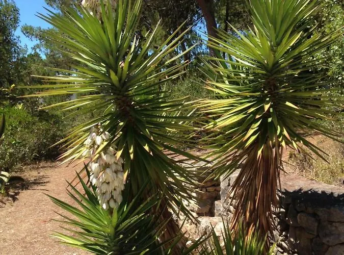 Tatil Evi Wavin' Trees