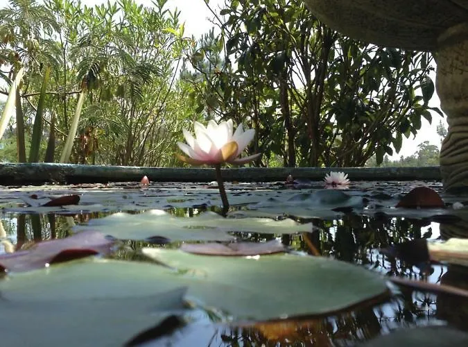Wavin' Trees Tatil Evi Ericeira