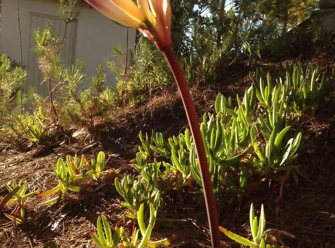 بيت للعطل Wavin' Trees إيريسييرا