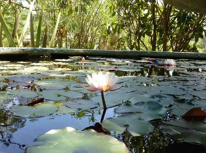 بيت للعطل Wavin' Trees *